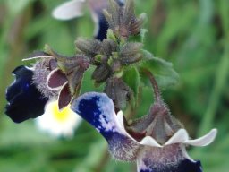 Nemesia barbata beards and buds